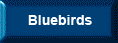 Bluebirds