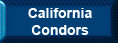 California Condors