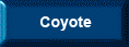 Coyote