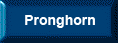 Pronghorn