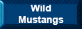 Wild Mustangs