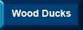 Wood Ducks