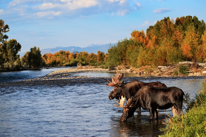 Yellowstone 2018