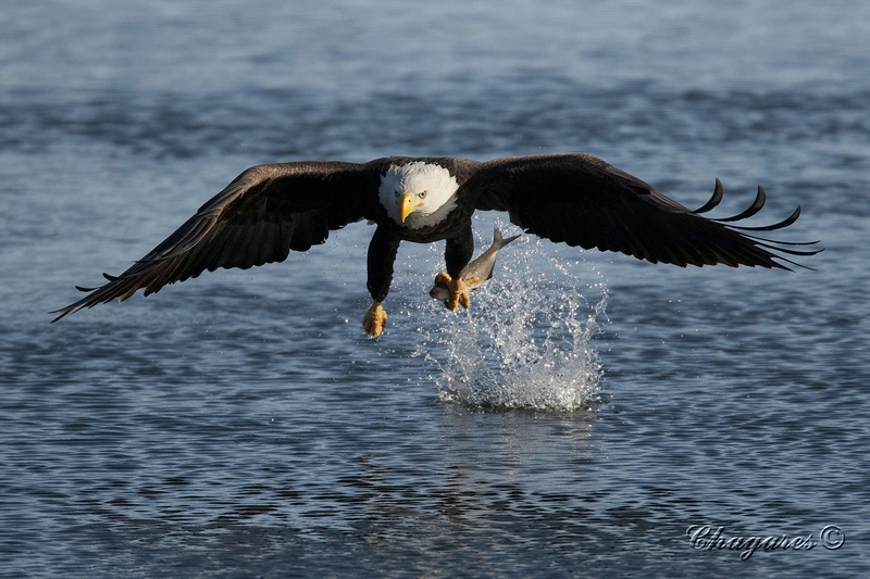 Eagles